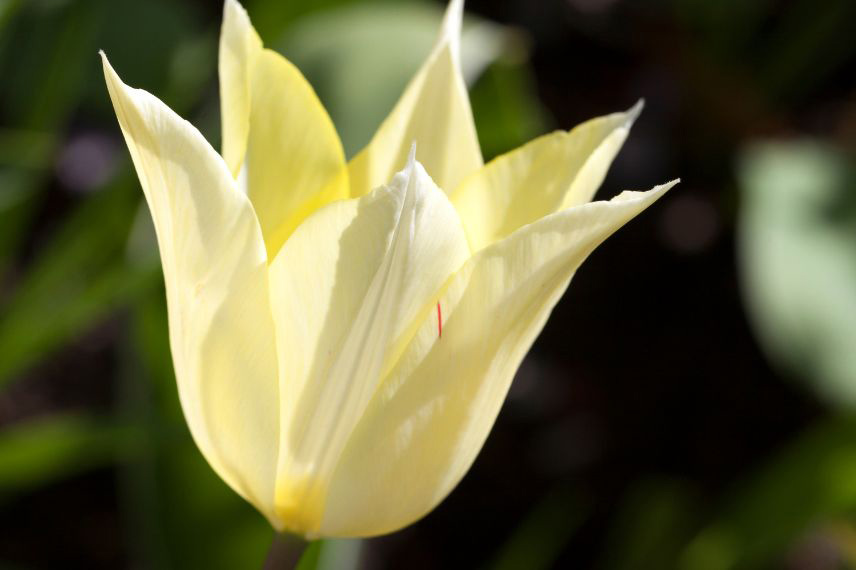 tulipes à fleurs blanches
