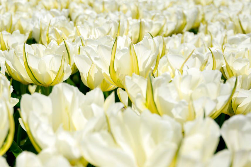 tulipes à fleurs blanches