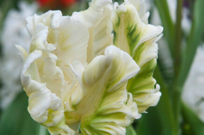 tulipes à fleurs blanches