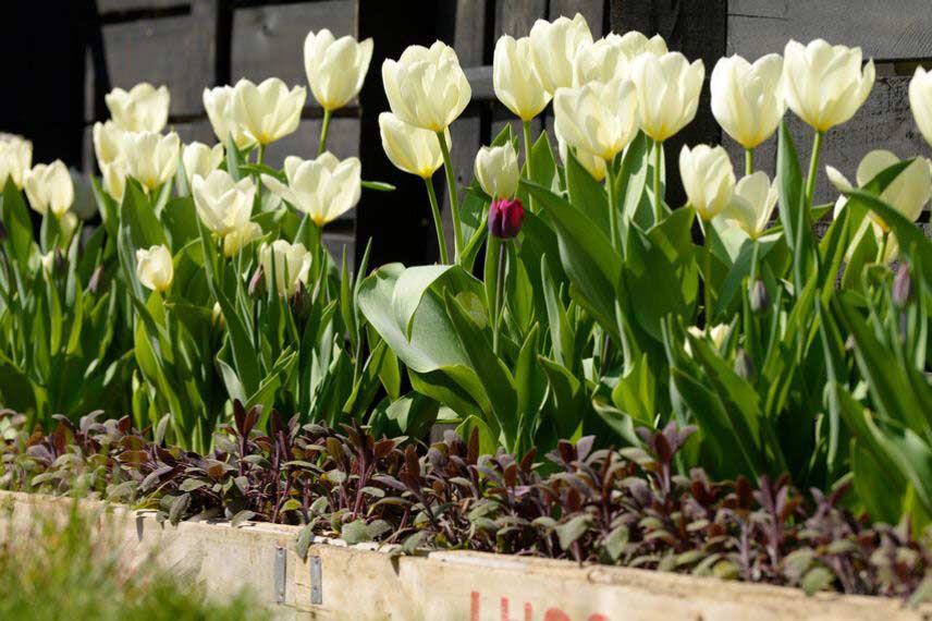 tulipes à fleurs blanches