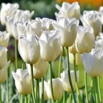 8 tulipes à fleurs blanches