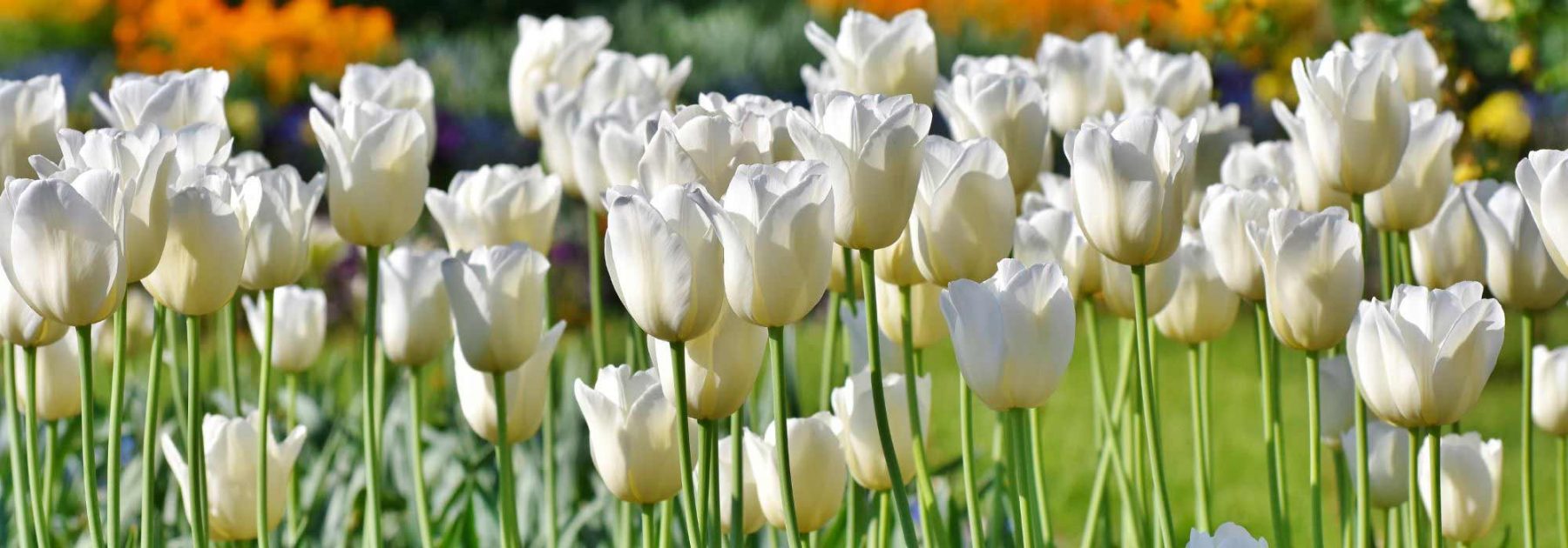 8 tulipes à fleurs blanches