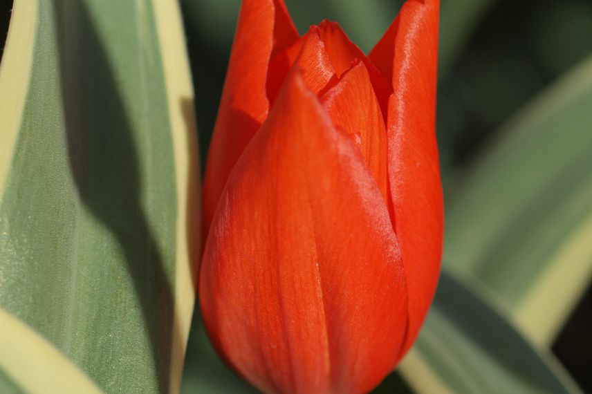 tulipes à feuillage panaché