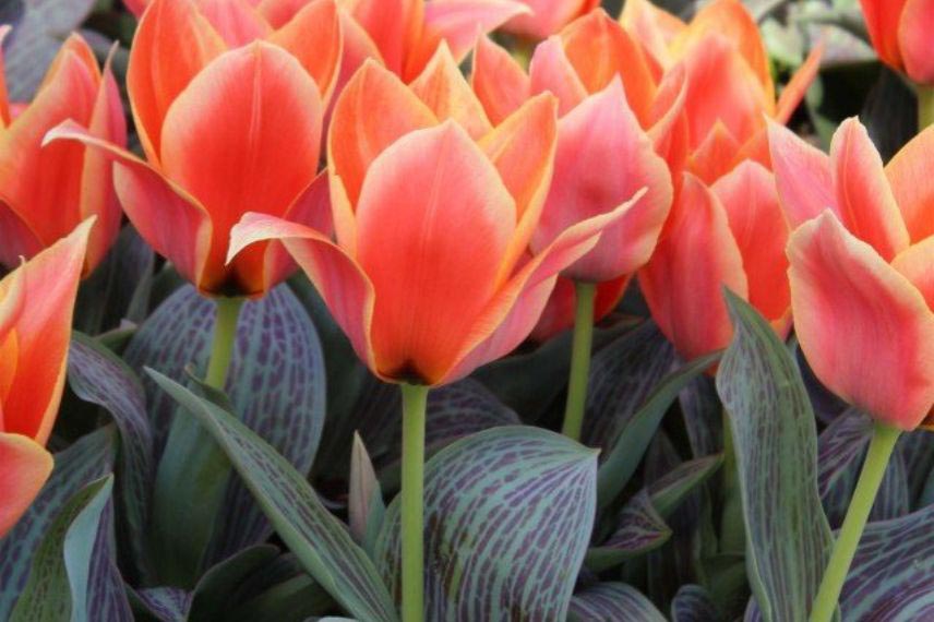 tulipes à feuillage panaché