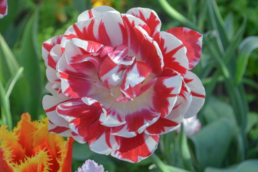 tulipes à feuillage panaché