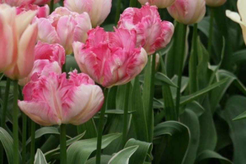 tulipes à feuillage panaché