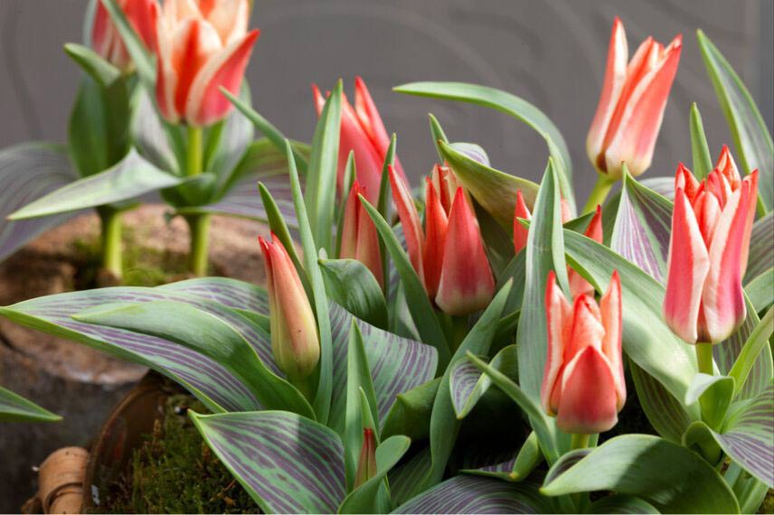 tulipes à feuillage panaché