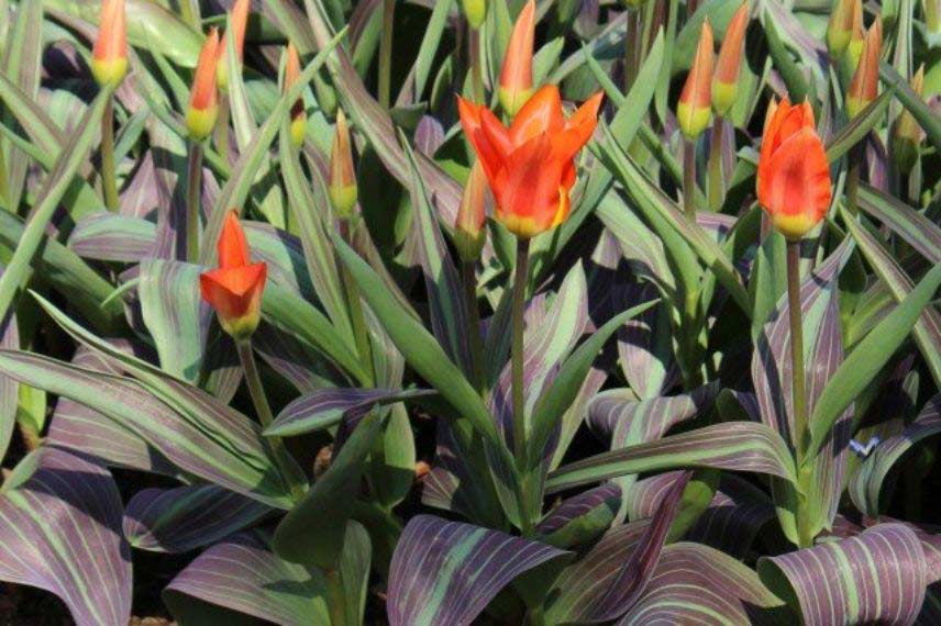 tulipes à feuillage panaché