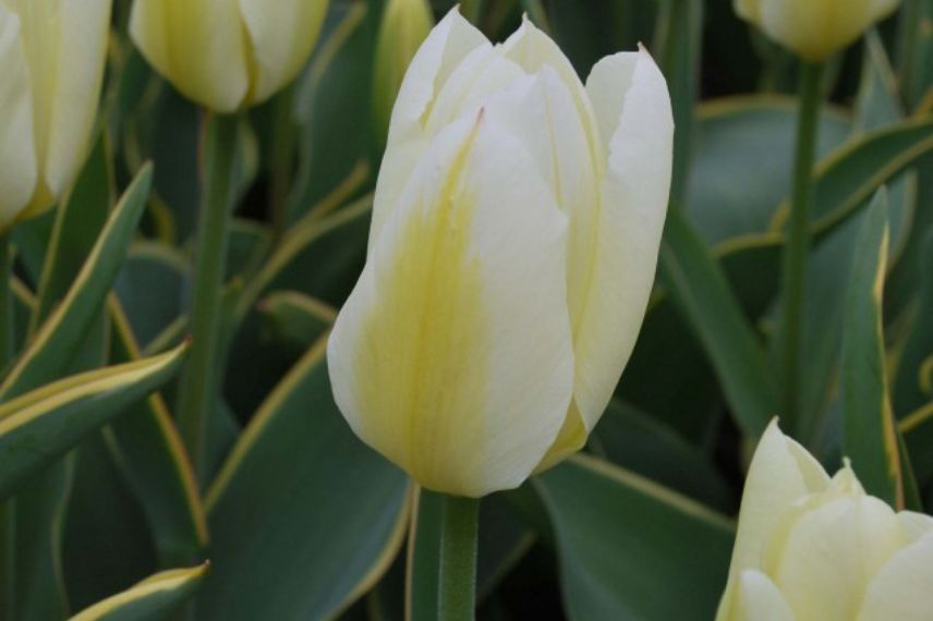 tulipes à feuillage panaché