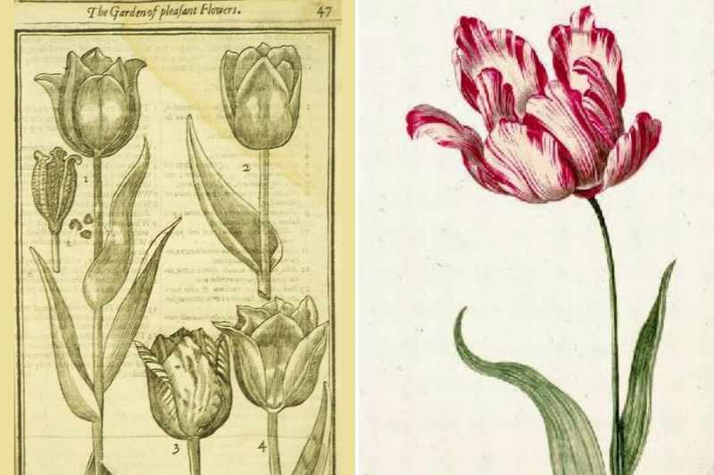 Tulipomania Tulipomanie, crise de la tulipe