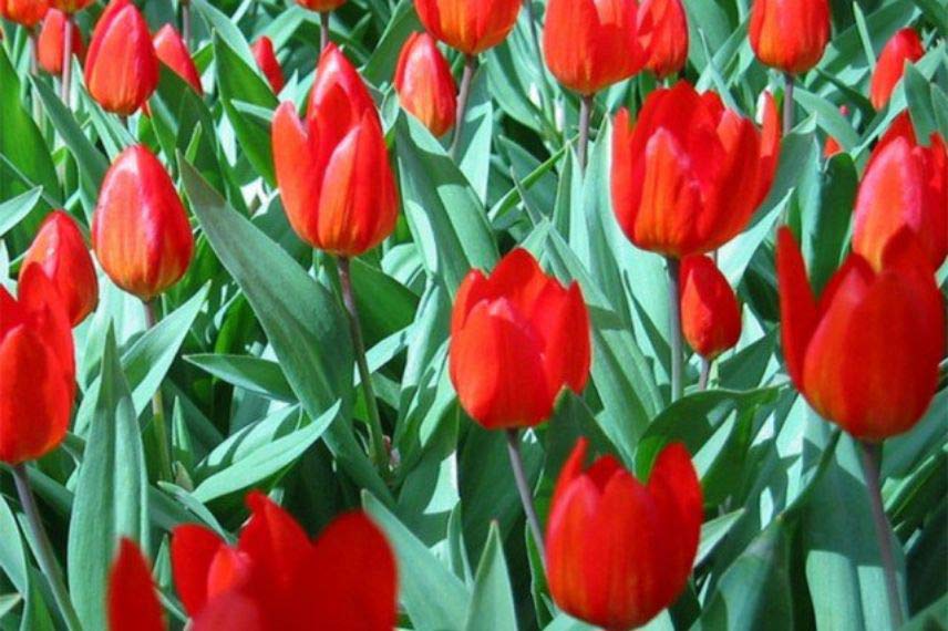 tulipes à fleurs rouges