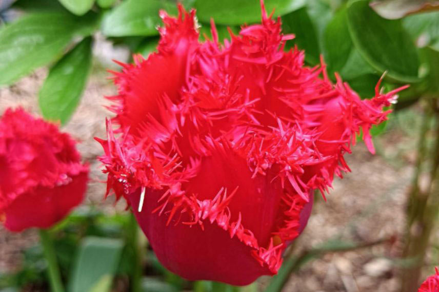 tulipes à fleurs rouges