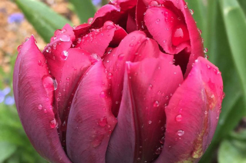 tulipes à fleurs rouges