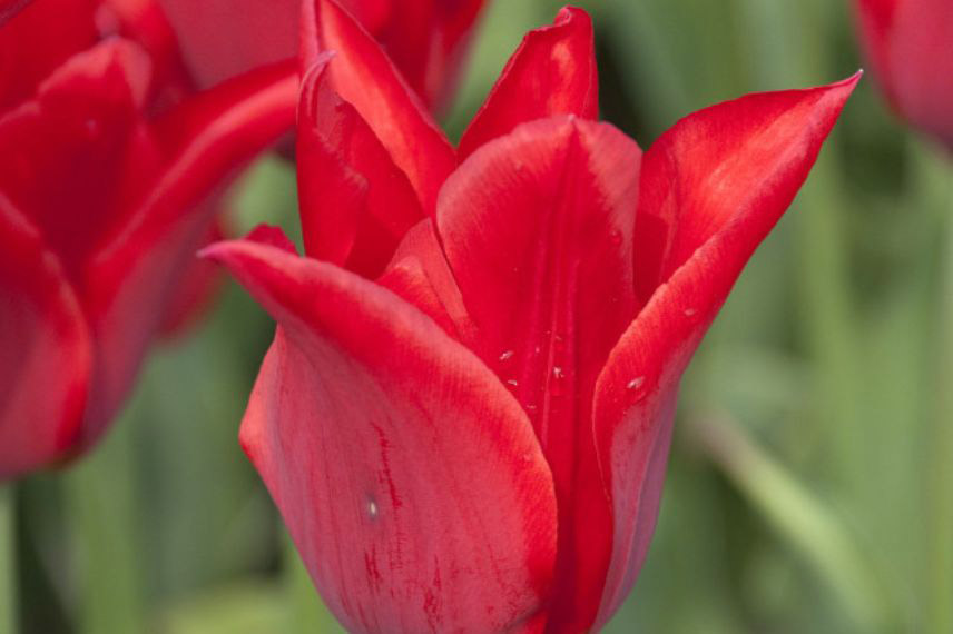 tulipes à fleurs rouges