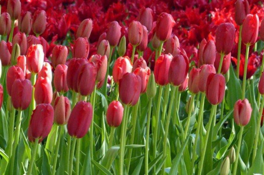 tulipes à fleurs rouges