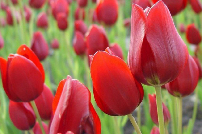 tulipes à fleurs rouges