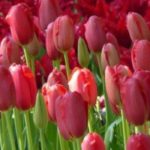 7 tulipes à fleurs rouges