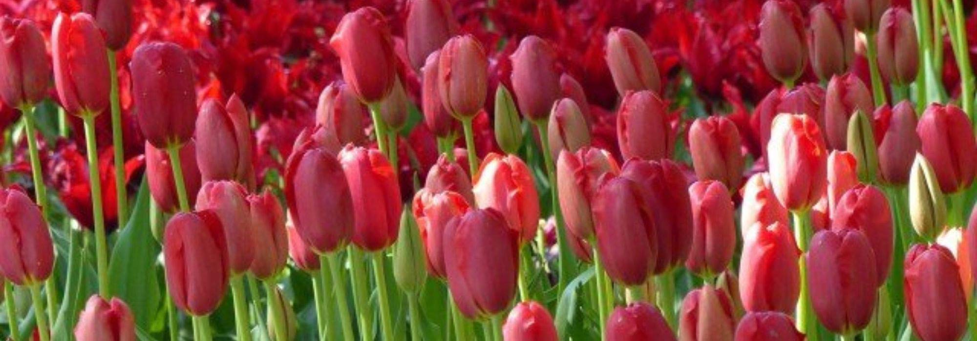 7 tulipes à fleurs rouges