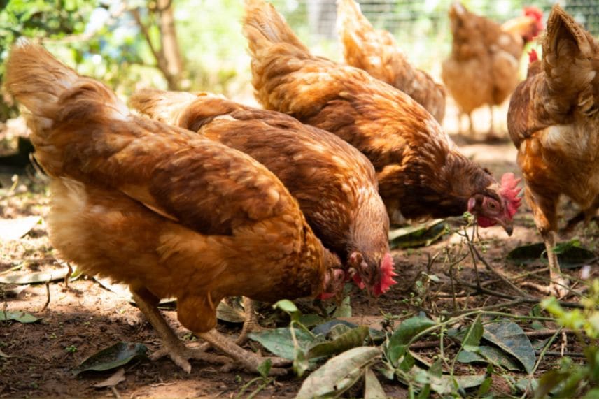 utilité des poules