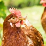 La poule : utile au jardin et au verger