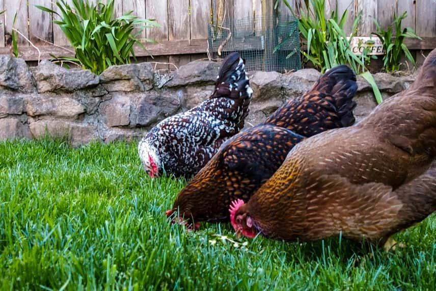 utilité des poules