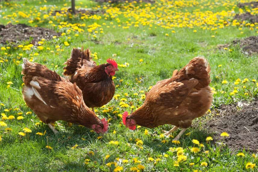 utilité des poules