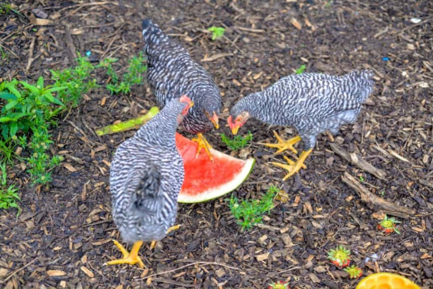 utilité des poules