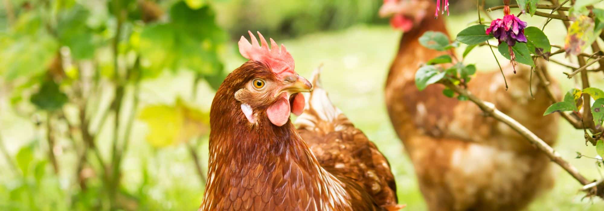 La poule : utile au jardin et au verger
