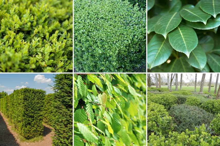 créer un labyrinthe au jardin, labyrinthe vegetal exemples, labyrinthe aménager