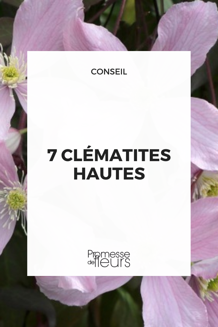 Sélection de Clématites à grand développement