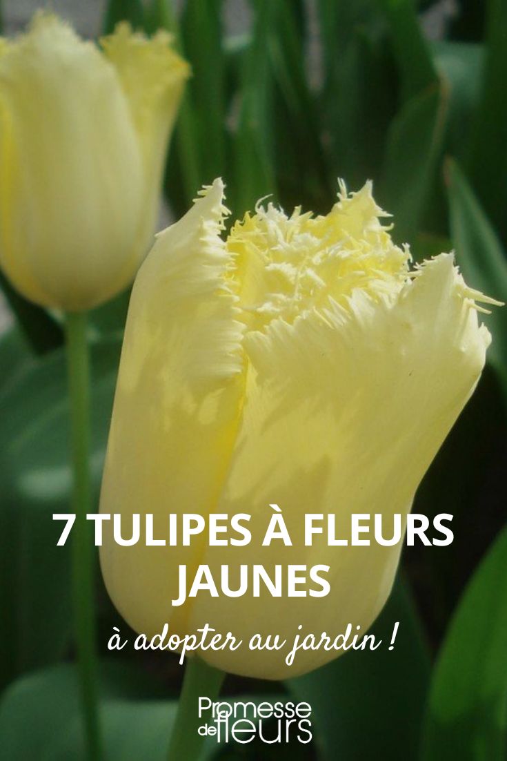 7 tulipes fleurs jaunes