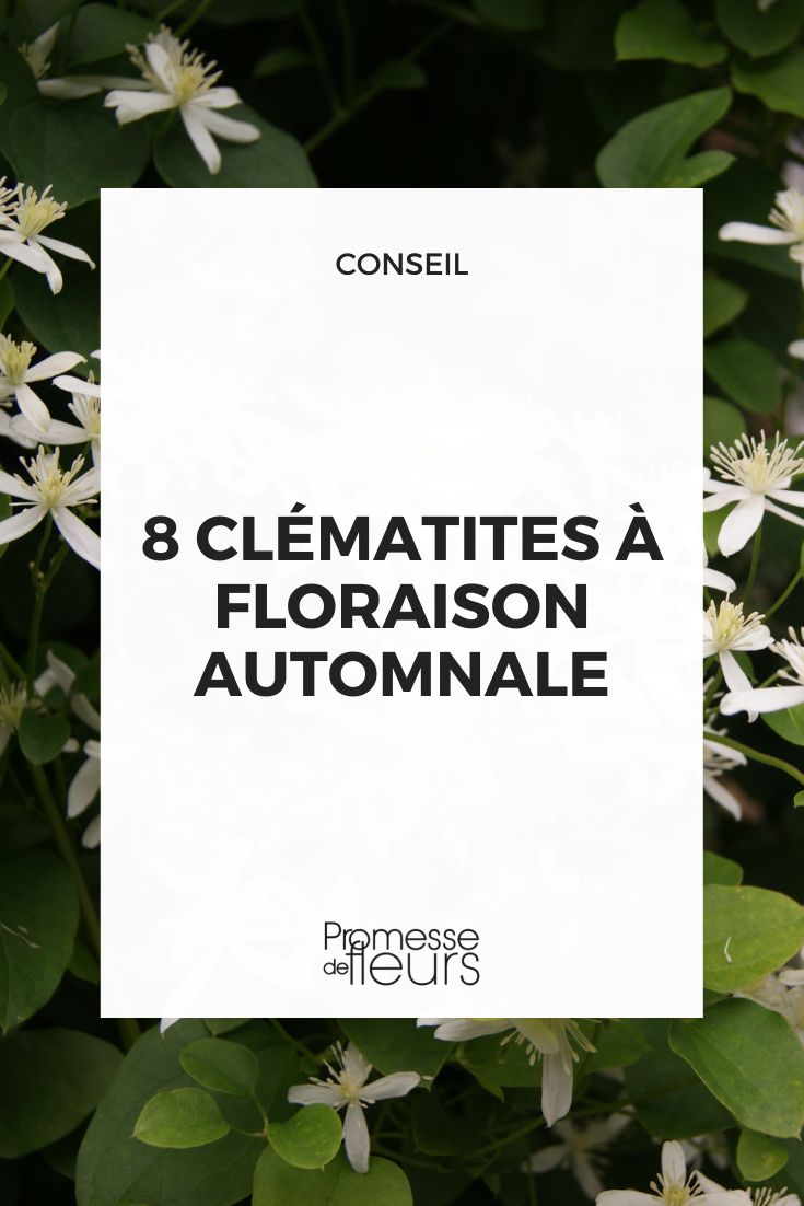8 clematites à floraison automnale