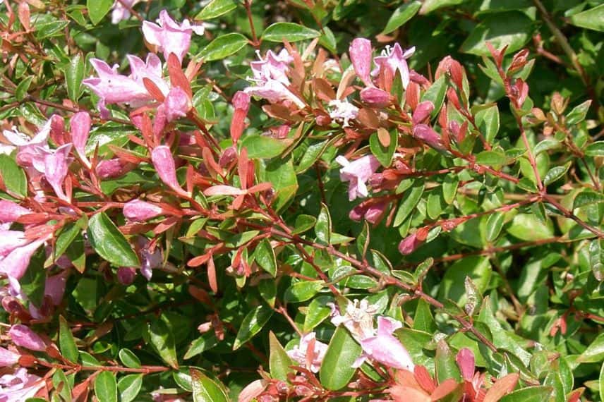 Abelia x grandiflora Edward Goucher 