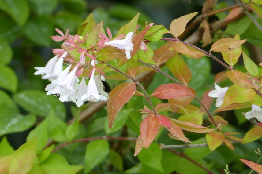 Abelia grandiflora Francis Mason 