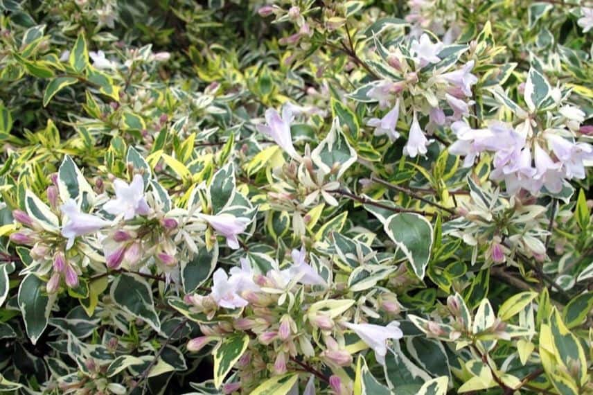 Abelia grandiflora Hopley