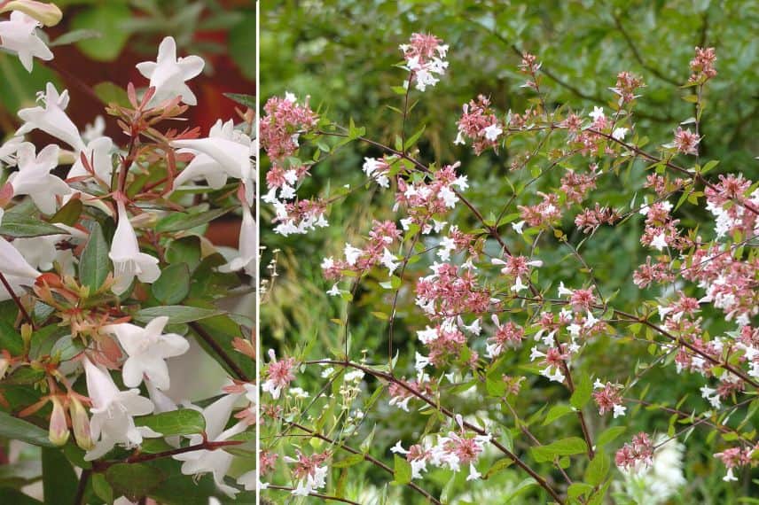 Abelia (x) grandiflora