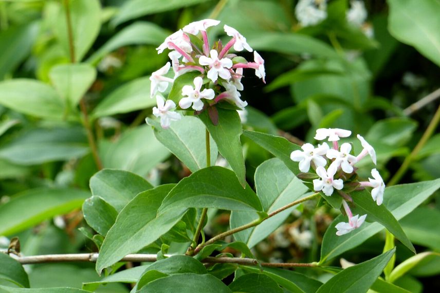 Abelia mosanensis Monia