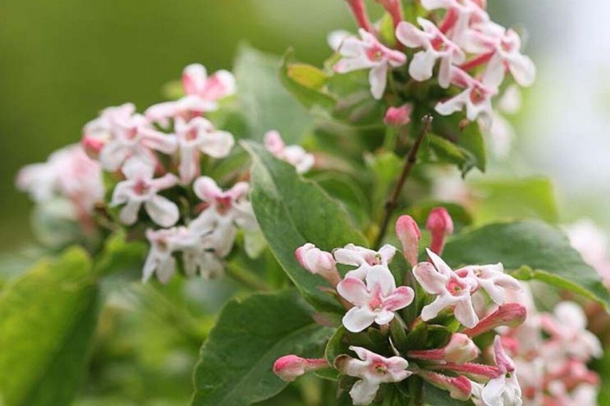 Abelia mosanensis Sweet Emotion 