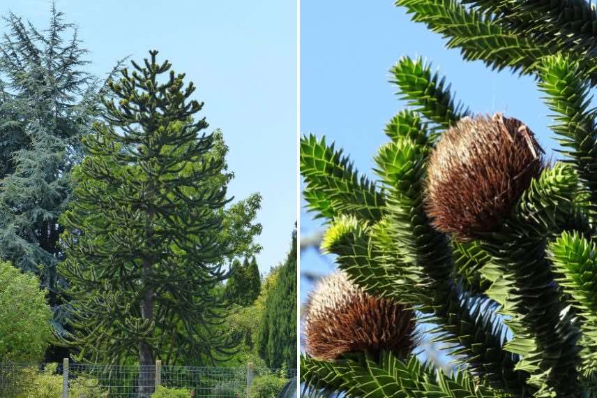 Araucaria