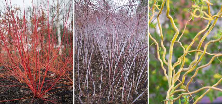 que ne pas tailler en hiver, plantes a ne pas tailler en hiver