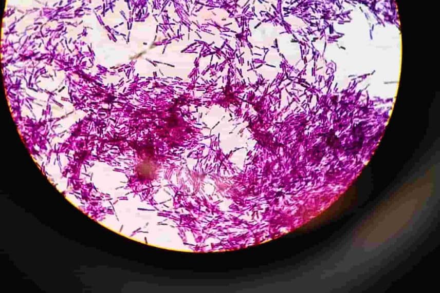 Bacillus thuringiensis