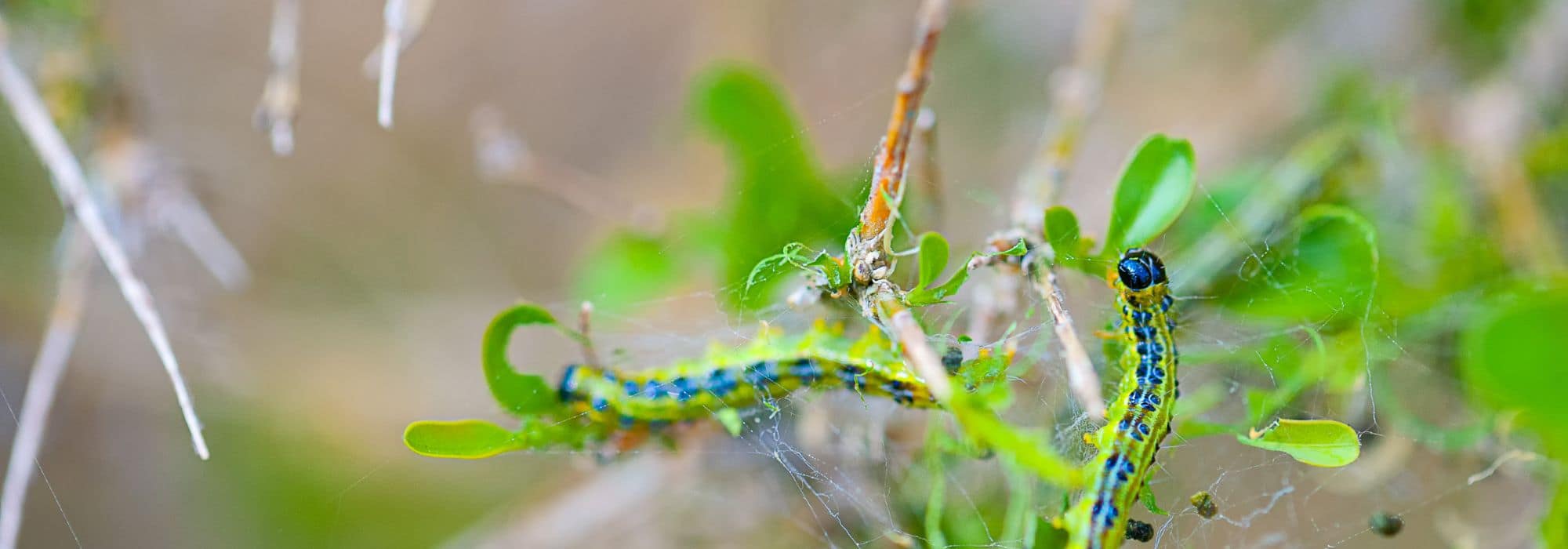 Bacillus Thuringiensis Un Insecticide