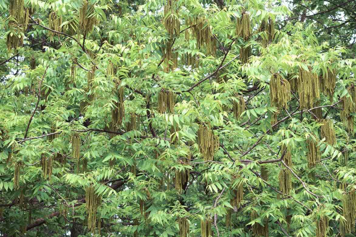 Carya illinoinensis, pacanier, noyer de pecan, noix de pecan