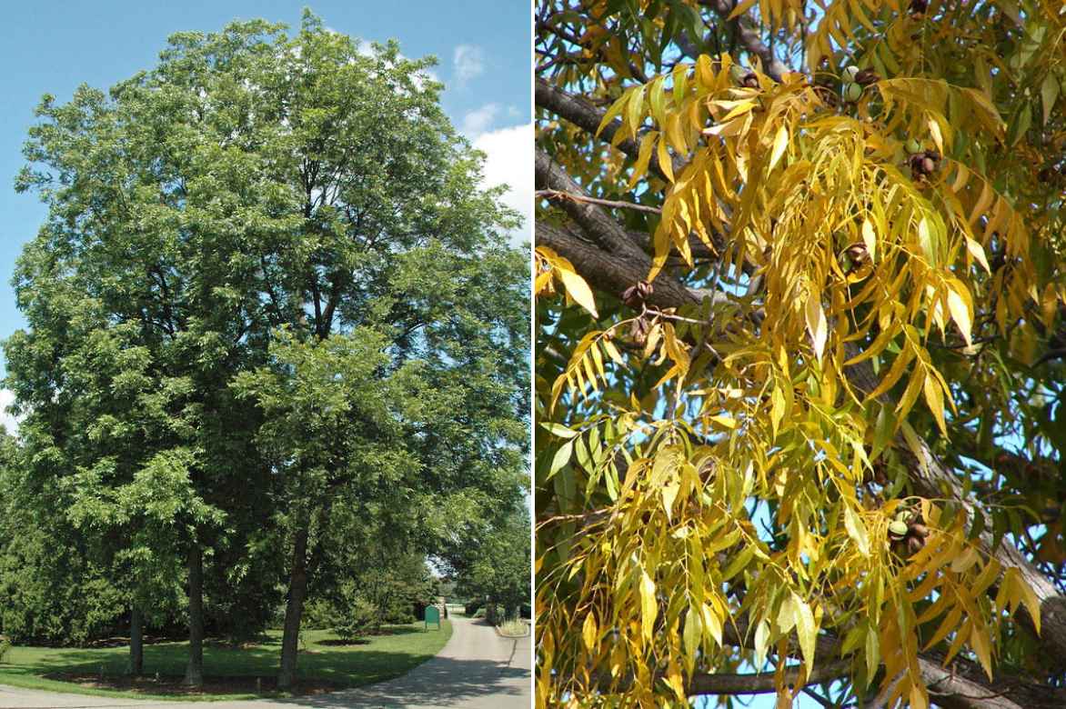 Carya illinoinensis, pacanier, noyer de pecan, noix de pecan