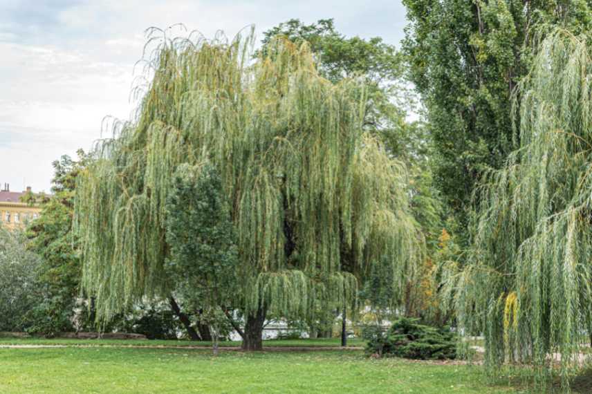 Choix arbre pour jardin, comment choisir arbre arbuste jardin