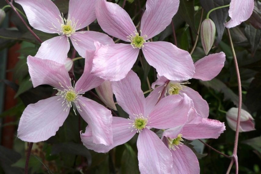 clematite