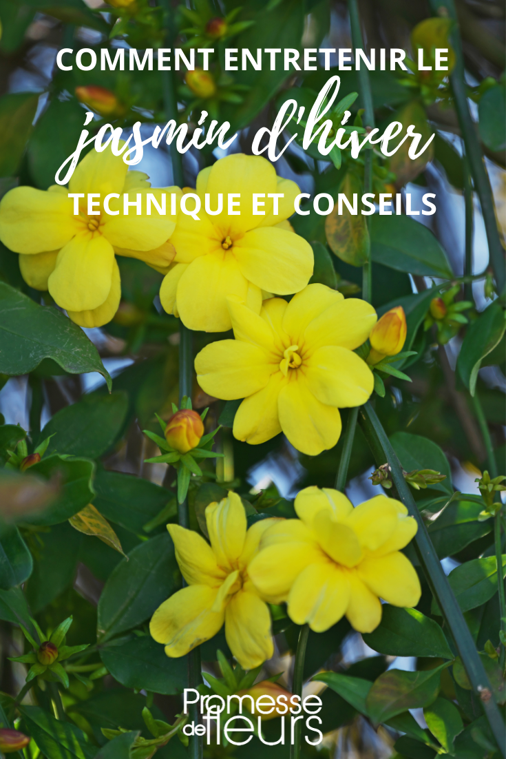 Entretien du Jasminum nudiflorum