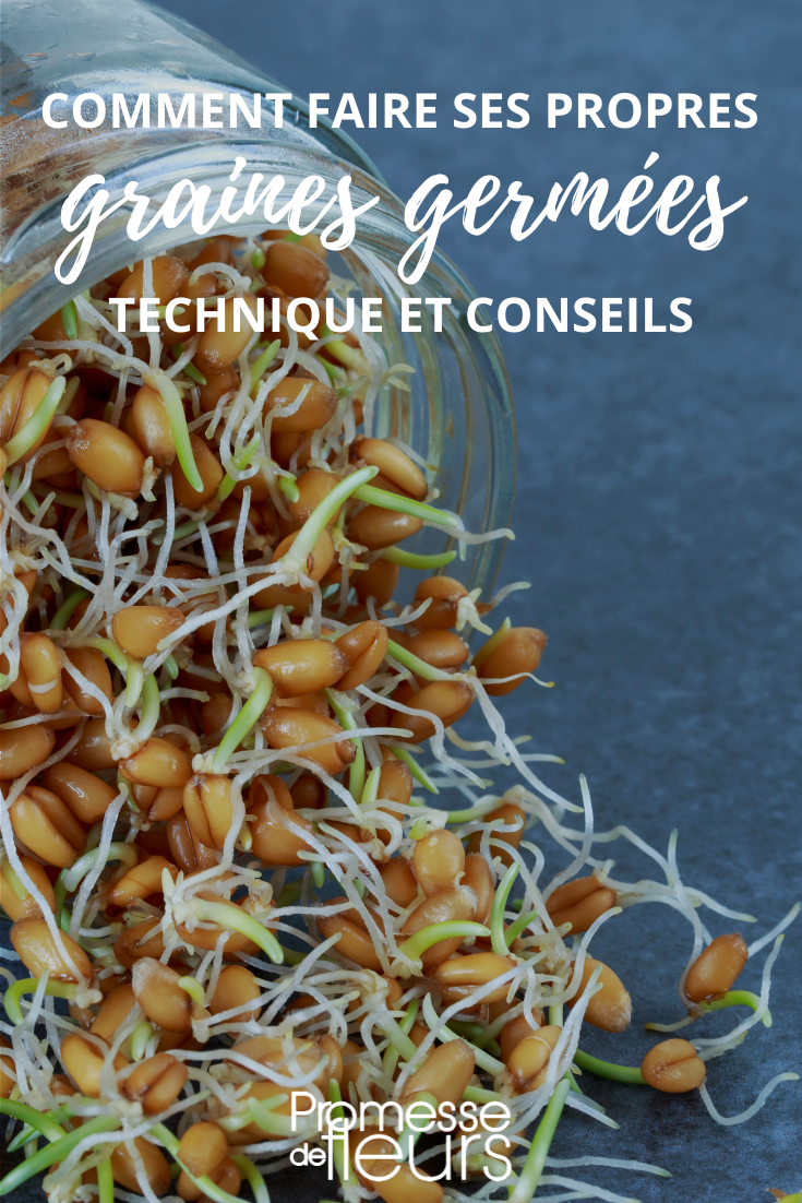 tuto graines germées maison