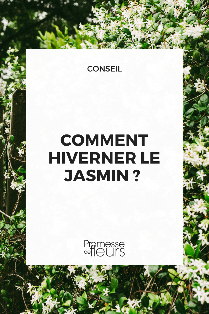 protéger le jasmin en hiver