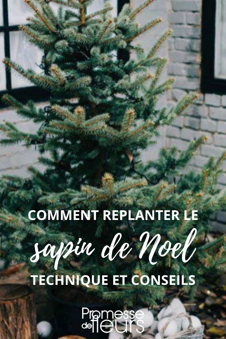 Comment replanter le sapin de noel au jardin